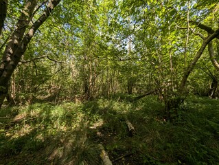 Forested woodland deciduous summer Europe green panorama UK temperate