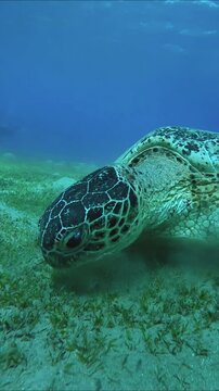 Vertical video, Slow motion, Sea turtle eating green sea grass on on hilly sand sebed, front side. Close-up of Great Green Sea Turtle (Chelonia mydas)