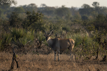 Common eland is staying among the bushes. Eland during safari in Kruger national park. The biggest antelope in Africa. .