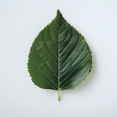 Vibrant Green Leaf on Simple White Background