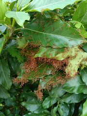 Red ant&rsquo;s nest or ant&rsquo;s haunt made of leaf