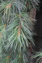 close up of pine needles