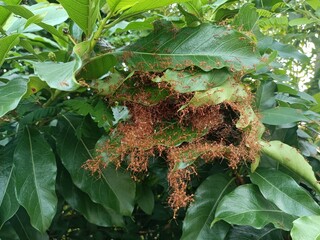 Red ant&rsquo;s nest or ant&rsquo;s haunt made of leaf