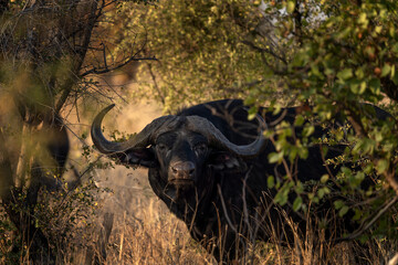 African buffalo in the bush. Calm buffalo during african safari. Buffalo with big horns. Most dangerous animal in Africa.