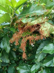 Red ant&rsquo;s nest or ant&rsquo;s haunt made of leaf