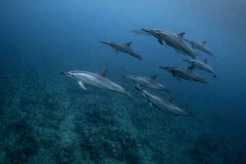 Spinner dolphin close to surface. Marine life in Indian ocean. Dolphins with light stripes. Group of dolphins near the Mauritius coast.