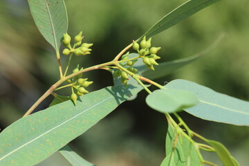 leaves and seed pods of  Eucalyptus tree 