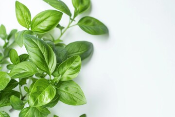 Fresh basil leaves on white background with natural light