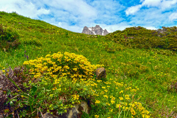 Gewöhnlicher Hornklee am Hochtannbergpass in Vorarlberg (Österreich)  