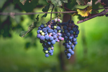 Unripe blue vine grapes in the vineyard. Cabernet Franc grapes for making red wine in early autumn.
