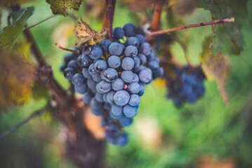 Blue vine grapes in the vineyard. Cabernet Franc grapes for making red wine in the harvesting.