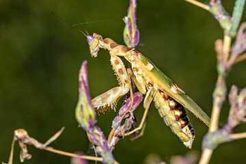 A Adult Flower Mantis in the wild