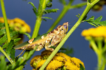 A Adult Flower Mantis in the wild