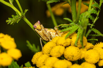 A Adult Flower Mantis in the wild