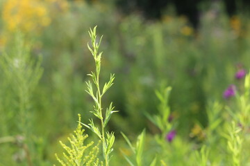 Green weeds growing in the meadow.