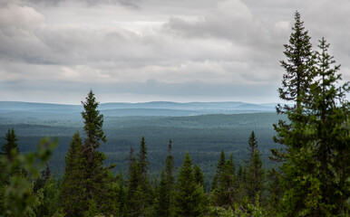Forest landscape in Lapland Finland