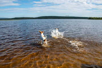 Dogs running on the beach