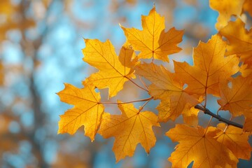 Obraz premium Golden autumn leaves on branch