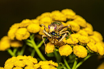 A Adult Flower Mantis in the wild