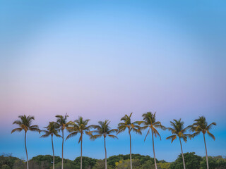 palm trees on the beach