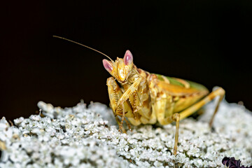 A Adult Flower Mantis in the wild