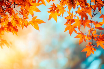Autumn leaves on the sun. Fall blurred background.