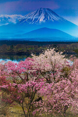 精進湖の桜