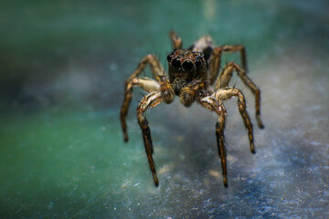 jumping spider macro close up on the black background in the nature