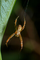 jumping spider macro close up on the black background in the nature