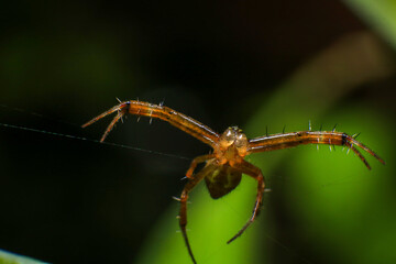 jumping spider macro close up on the black background in the nature