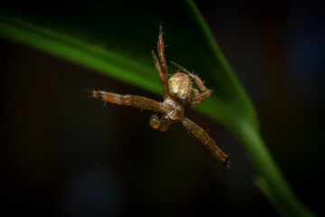 jumping spider macro close up on the black background in the nature