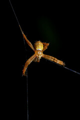 jumping spider macro close up on the black background in the nature