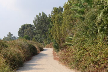 path in the field with trees and bushes