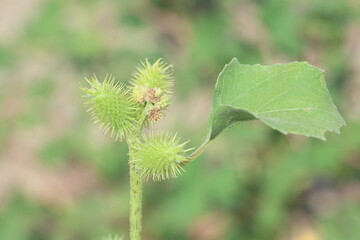 xanthium strumarium (rough cocklebur) is a species of annual plants of the family Asteraceae