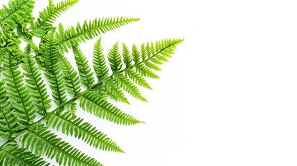 A close-up of green fern leaves against a white background.