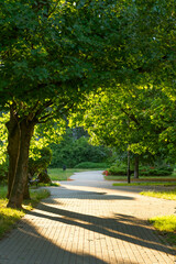 Path in the park at sunset. Beautiful landscape.