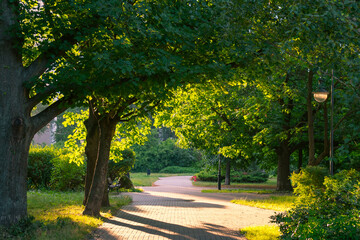 Obraz premium Path in the park at sunset. Beautiful landscape.