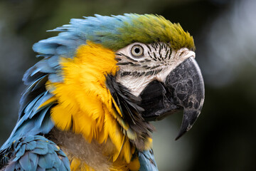Porträt Papagei Ara, Gelbbrustara exotischer Vogel, Wildtier im Tierpark Zoo