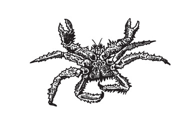 Graphical crab isolated on white, seafood . Vector illustration
