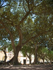 Big tree in a park in Mazara Del Vallo, Sicily