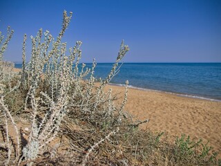 Otanthus maritimus growing at the beach in Sicily, Italy