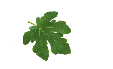 Upperside texture of a fig (Ficus carica) leaf