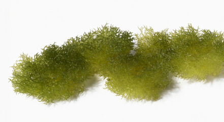 Fototapeta premium Green Algae on White Background Isolated Macro