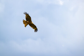 Iberian Eagle Hunting in Castilla and Leon