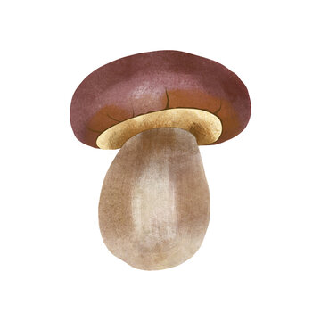 recommend clip art: Boletus watercolor illustration. Hand drawn forest edible .porcini mushroom on isolated background.