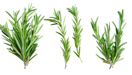 Rosemary Twig and Green Leaves Culinary Herb Collection for Food Menu Garnish