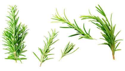 Fototapeta premium Flat Lay Collection of Rosemary Twig and Green Leaves Fresh Herb Garnish for Food Menu