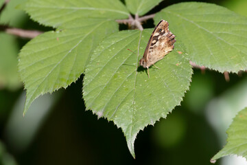 Speckled Wood Butterfly, Pararge aegeria, sitting on a leaf in the summer sunshine