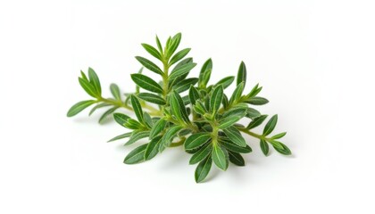 Fresh and vibrant green leaves