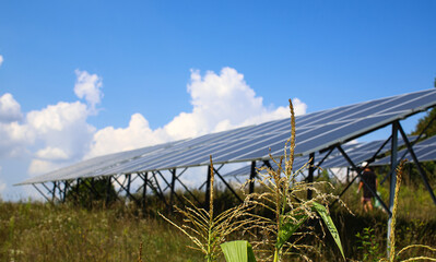 Corn flower on the background of solar panels, close-up, corn cultivation. The concept of combining nature and technology.